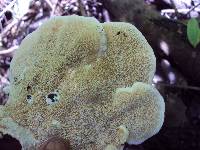 Earliella scabrosa image