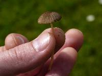 Parasola plicatilis image