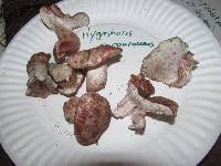Hygrophorus purpurascens image