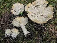 Amanita aprica image