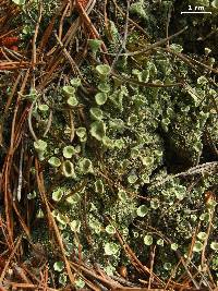 Cladonia pleurota image