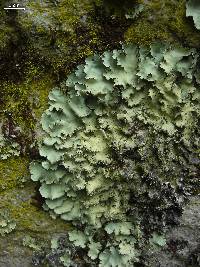 Parmotrema madagascariaceum image