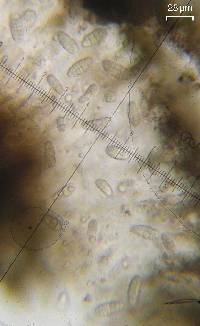 Rhizocarpon rubescens image