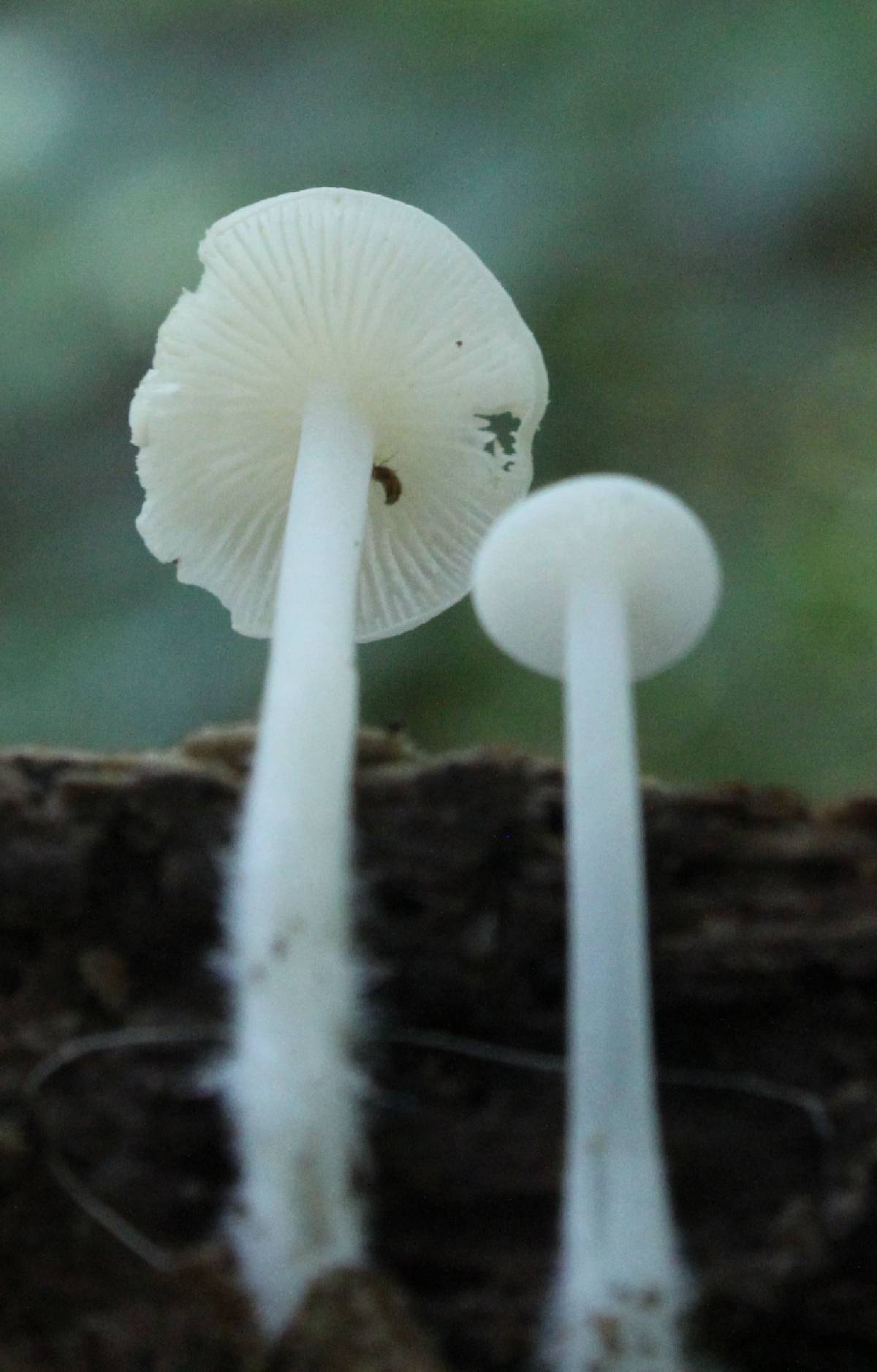 Hemimycena cucullata image