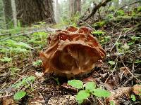 Gyromitra montana image