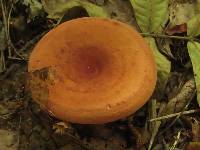 Lactarius volemus image