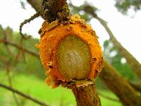 Cronartium quercuum image