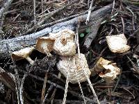 Clitocybe albirhiza image