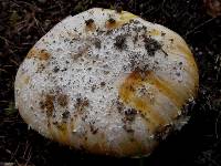 Amanita aprica image