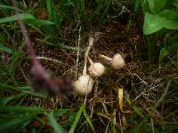 Marasmius oreades image