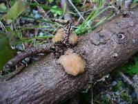 Tremella encephala image