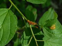 Puccinia coronata image