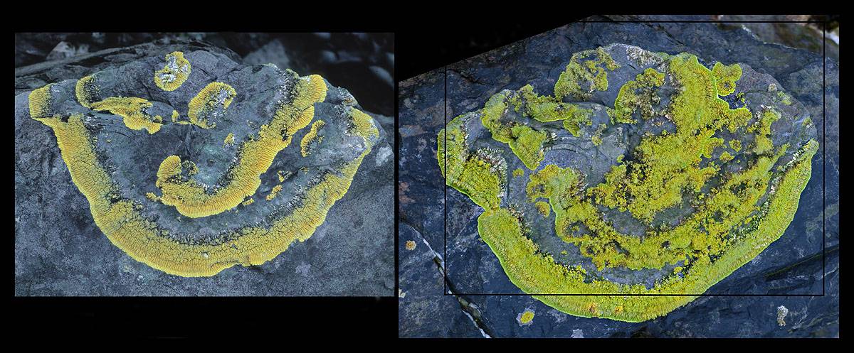 Caloplaca verruculifera image
