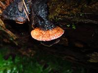 Fomitopsis cajanderi image