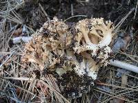 Ramaria botrytis image