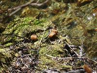 Gyromitra californica image