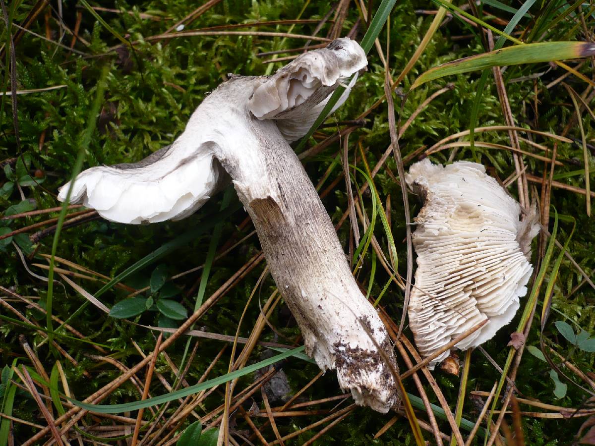 Tricholoma atrosquamosum image