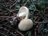 Tricholoma inamoenum image