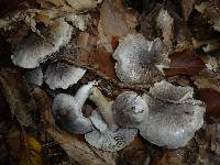 Tricholoma sciodes image