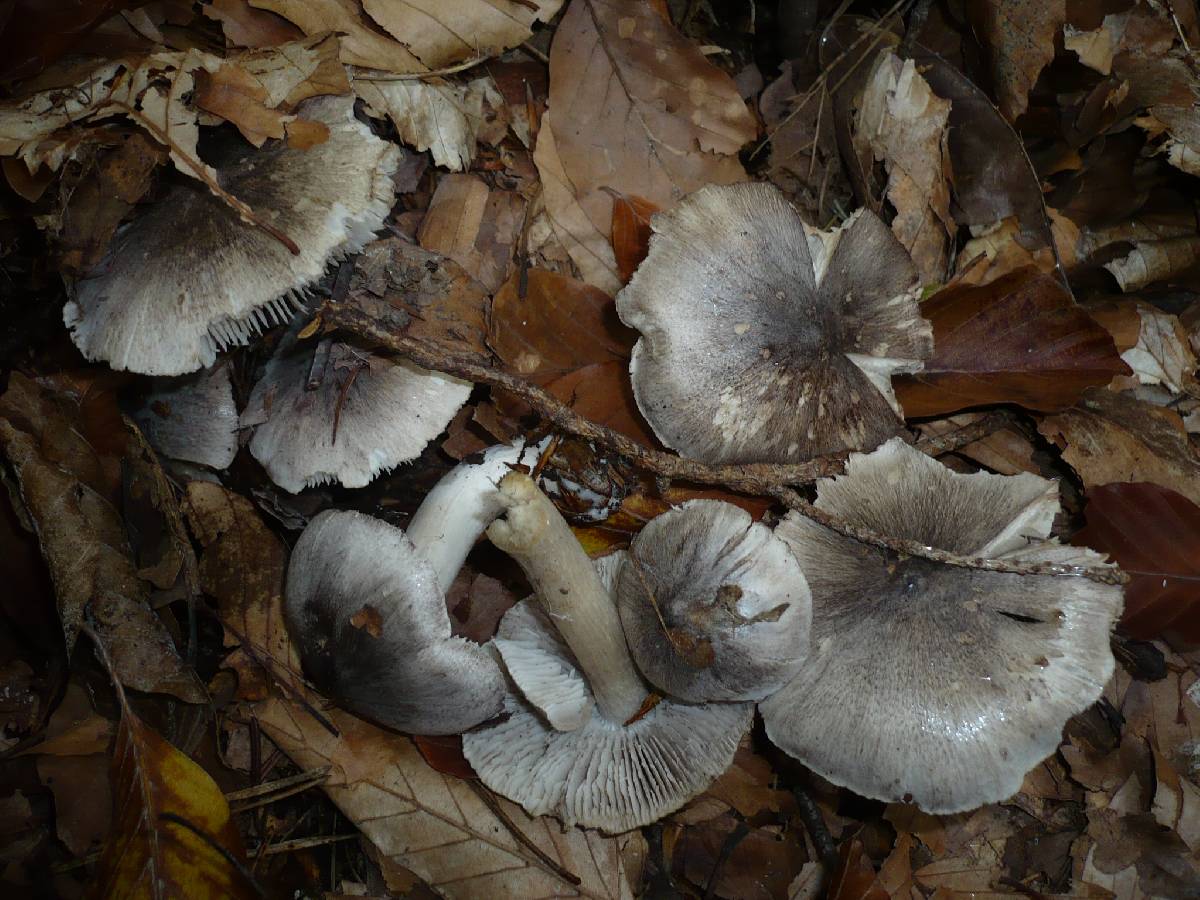 Tricholoma sciodes image