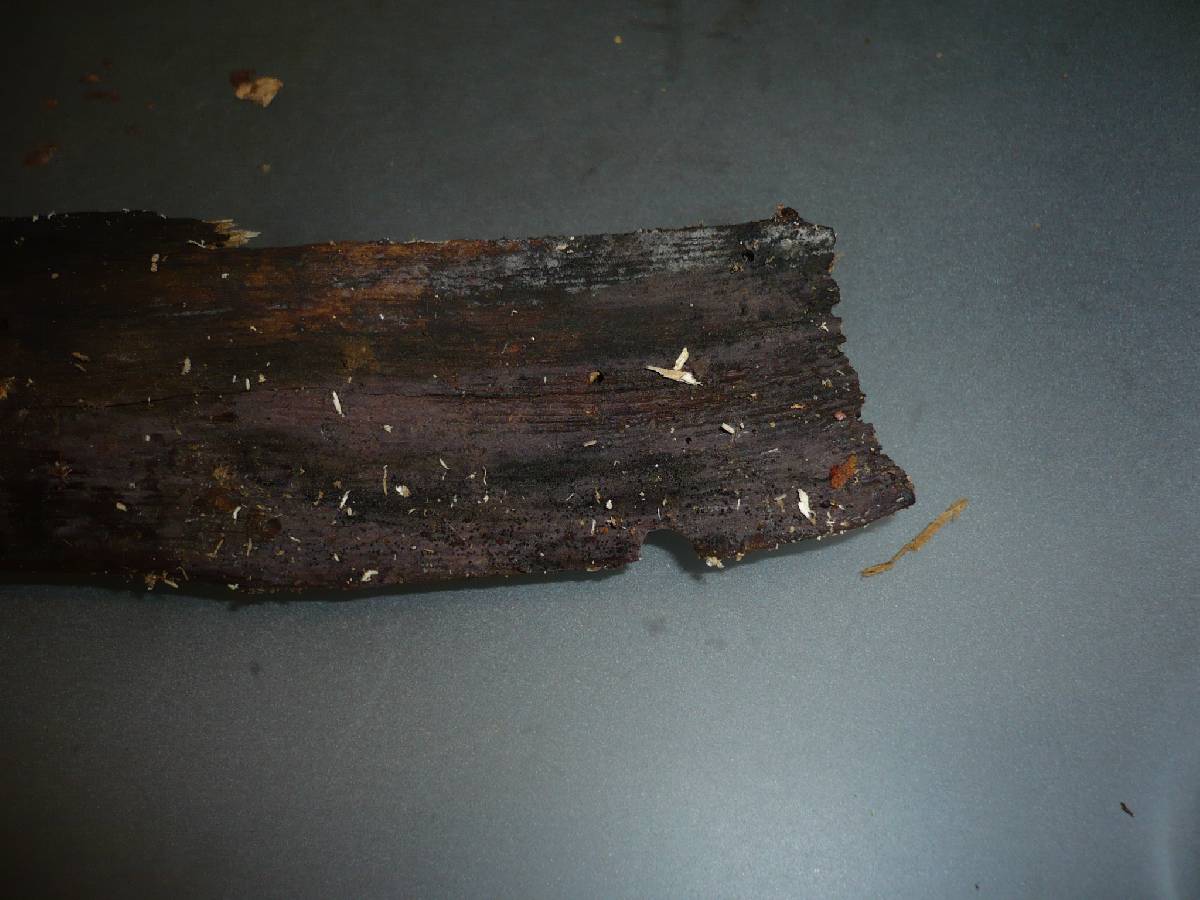 Tulasnella cystidiophora image