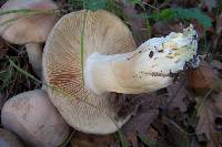 Entoloma sinuatum image