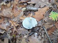 Clitocybe odora image