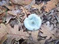 Clitocybe odora image