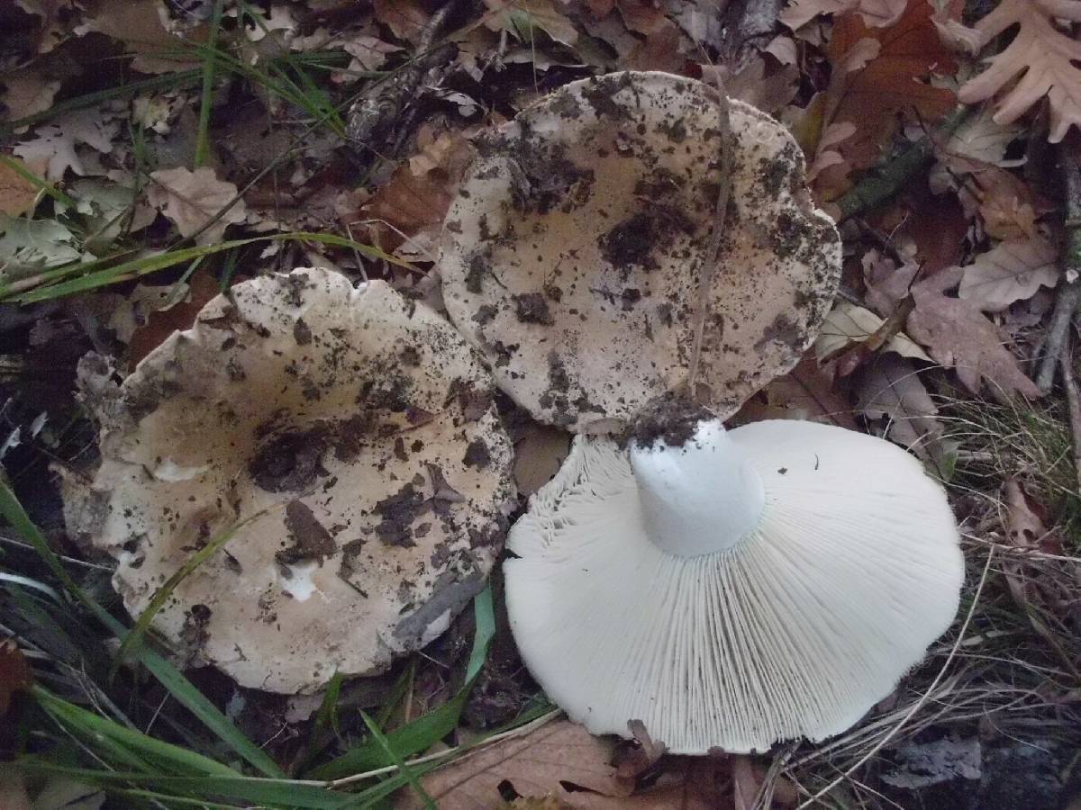 Russula chloroides image