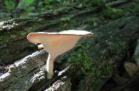 Polyporus melanopus image