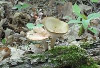 Polyporus melanopus image