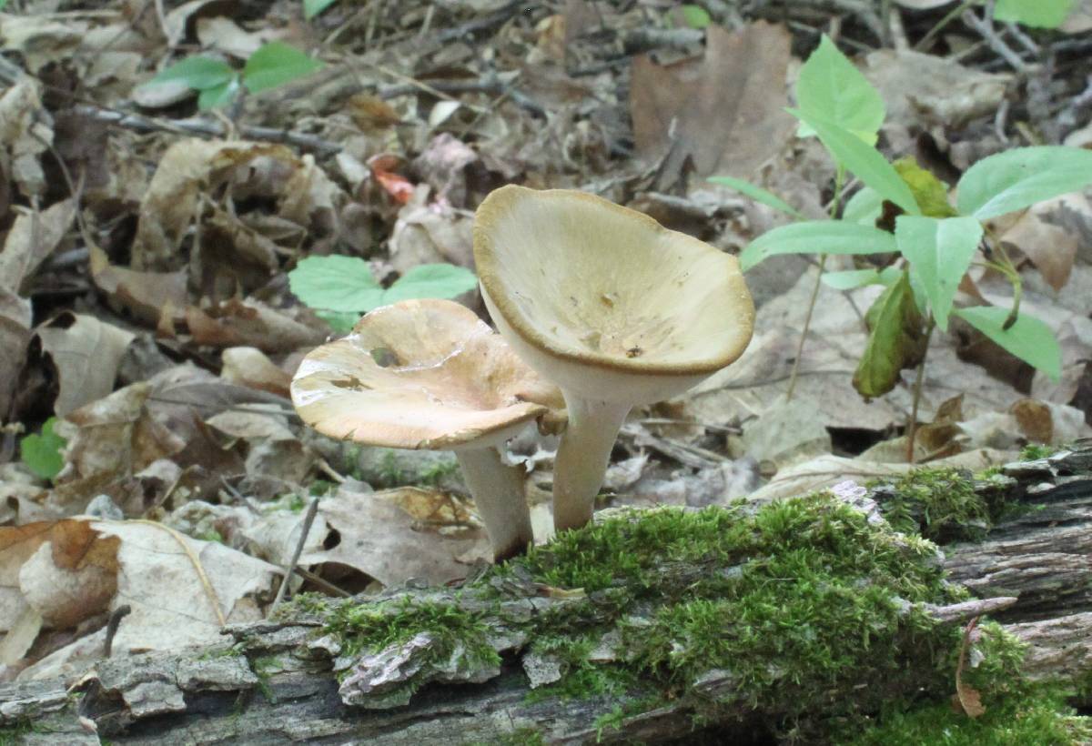 Polyporus guianensis image