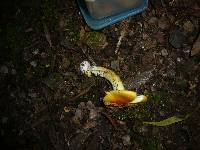 Amanita xanthocephala image