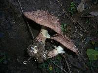 Agaricus austrovinaceus image