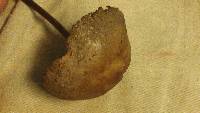 Panaeolus cinctulus image
