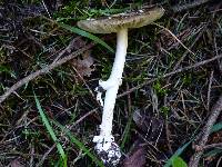 Amanita ameripanthera image