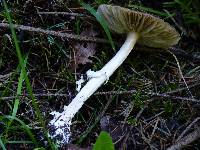 Amanita ameripanthera image