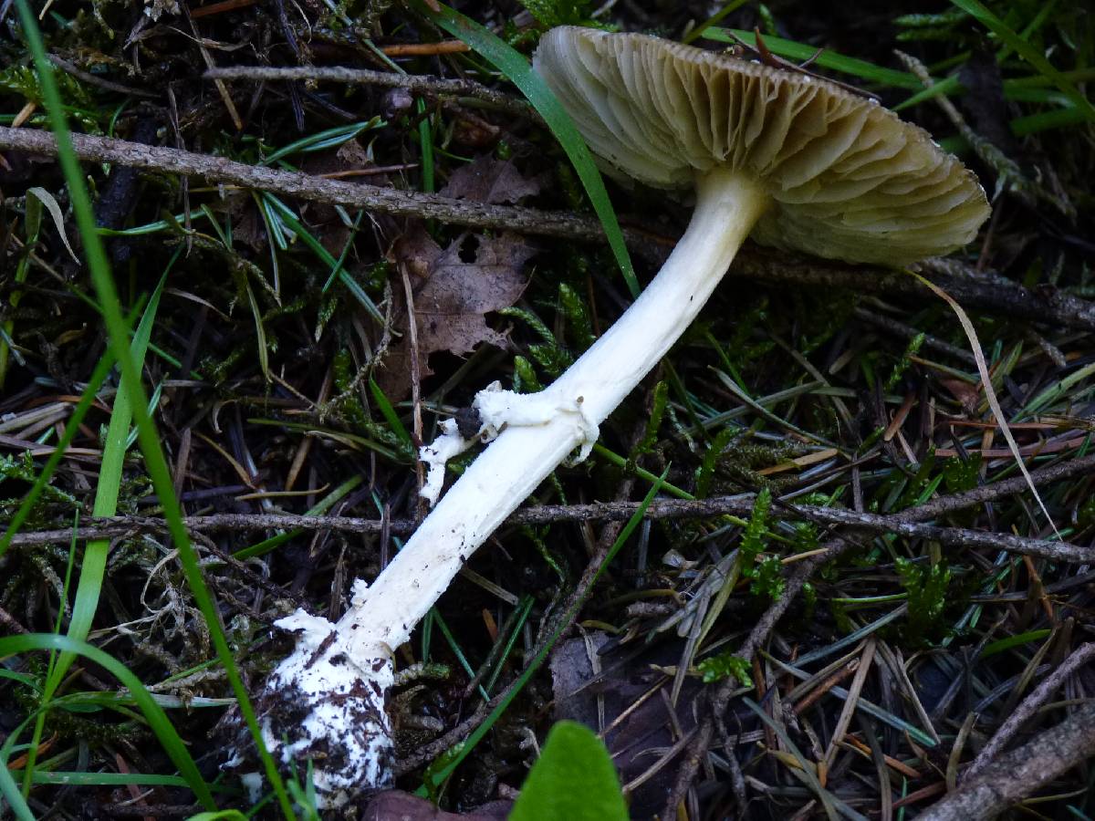Amanita ameripanthera image