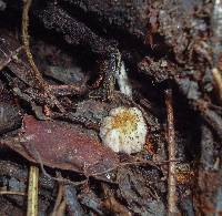 Coprinellus domesticus image