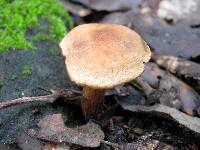 Tricholoma psammopus image