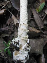 Amanita sect. Vaginatae image