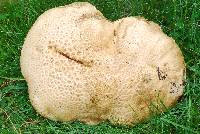 Boletus rubripes image