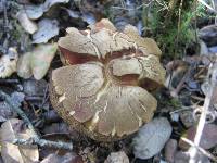 Boletus queletii image