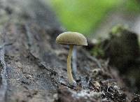 Simocybe centunculus var. centunculus image