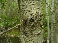 Bryoria fuscescens image