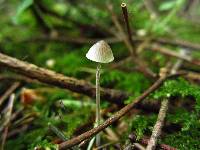 Mycena amicta image