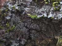 Degelia atlantica image