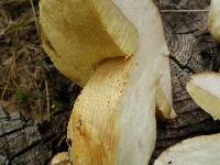 Boletus rex-veris image