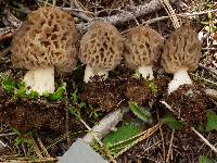 Morchella snyderi image