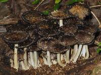 Coprinopsis variegata image